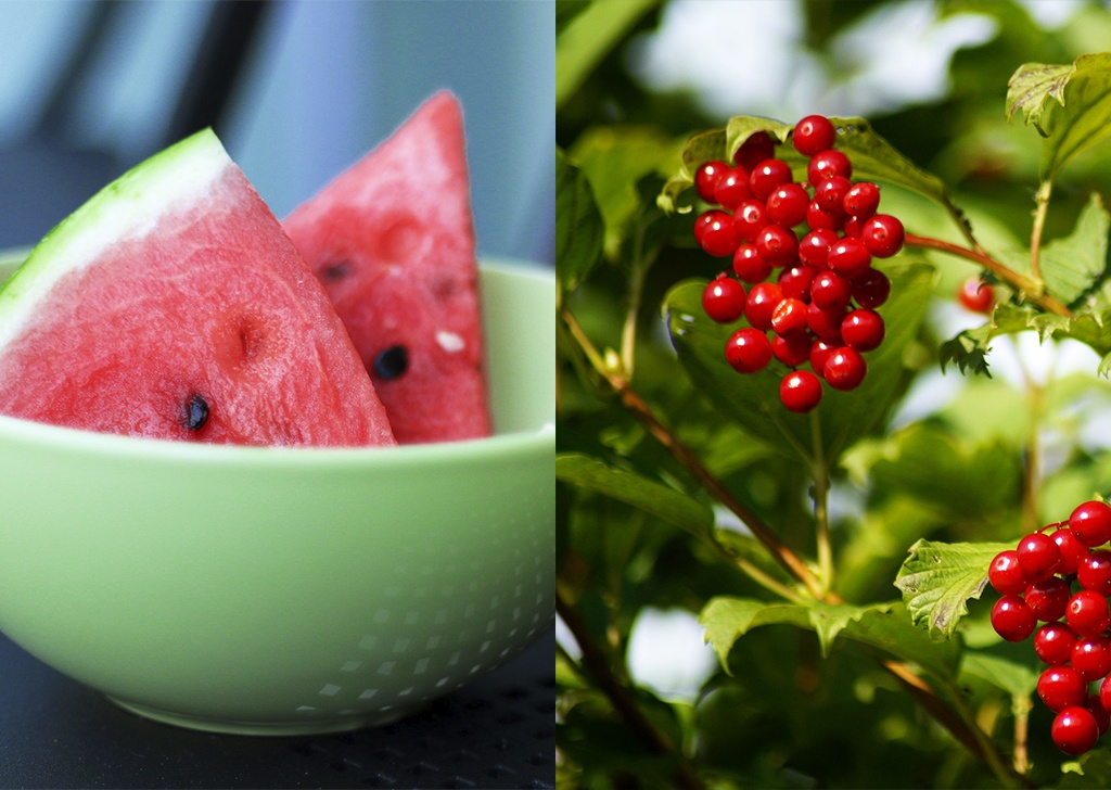 Арбуз и калина: Целебные свойства полезных ягод